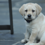 Yellow Labrador Retrievers: America’s Beloved Companion